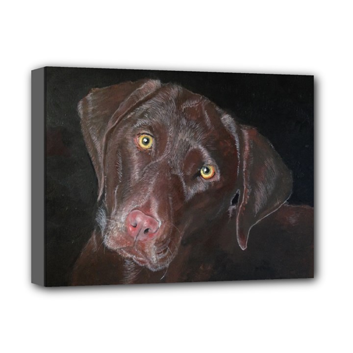 Inquisitive Chocolate Lab Deluxe Canvas 16  x 12  (Framed) 