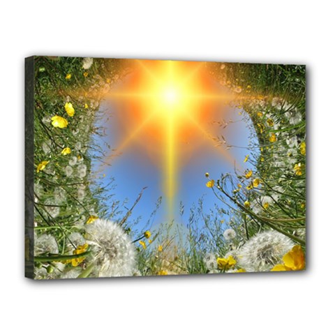 Dandelions Canvas 16  X 12  (framed)