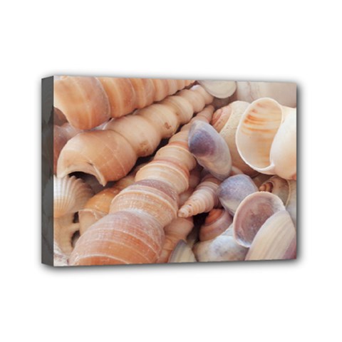 Seashells 3000 4000 Mini Canvas 7  X 5  (framed)