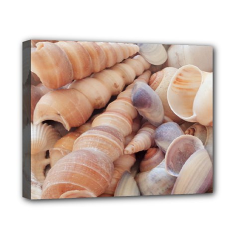 Sea Shells Canvas 10  X 8  (framed)