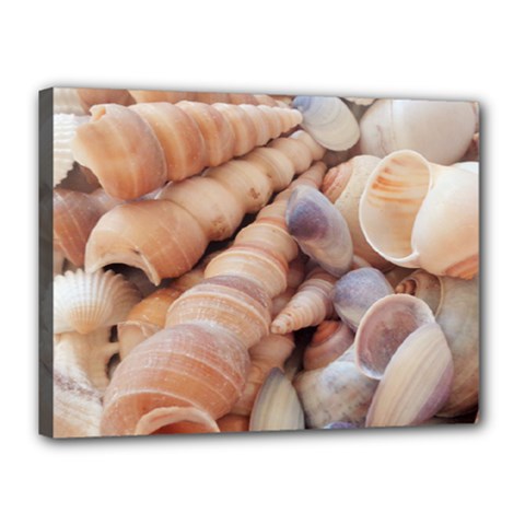 Sea Shells Canvas 16  X 12  (framed) by yoursparklingshop