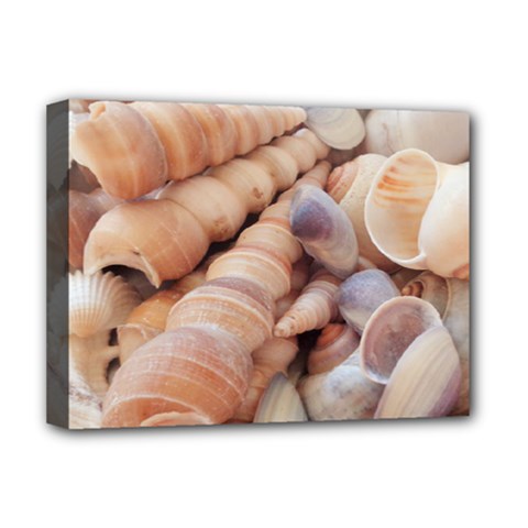 Sea Shells Deluxe Canvas 16  X 12  (framed) 