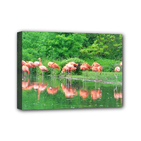 Flamingo Birds At Lake Mini Canvas 7  X 5  (framed)