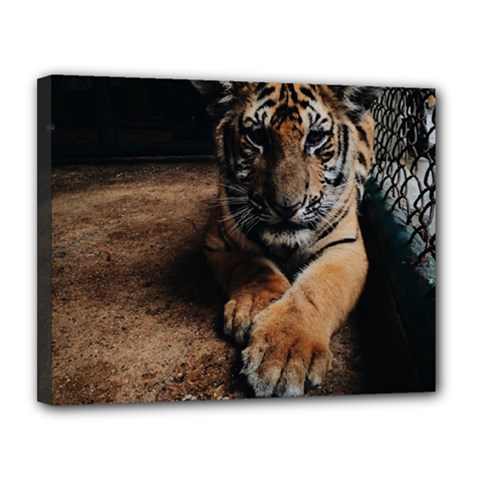 Photo  Canvas 14  X 11  (framed)