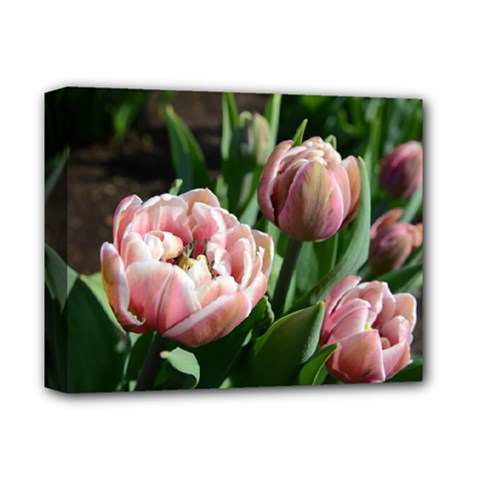 Tulips Deluxe Canvas 14  X 11  (framed) by anstey