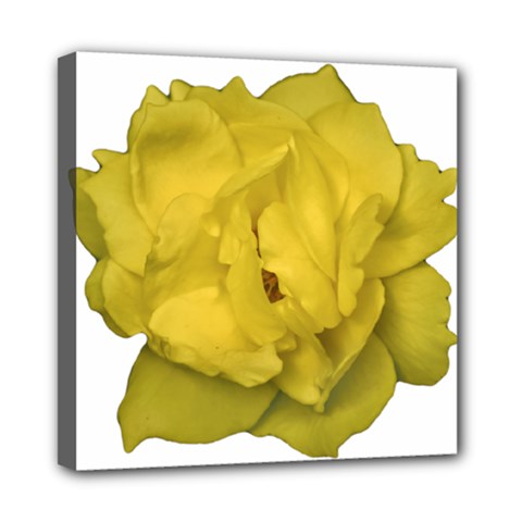 Isolated Yellow Rose Photo Mini Canvas 8  X 8 