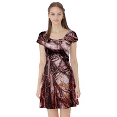 The Bleeding Tree Short Sleeve Skater Dresses