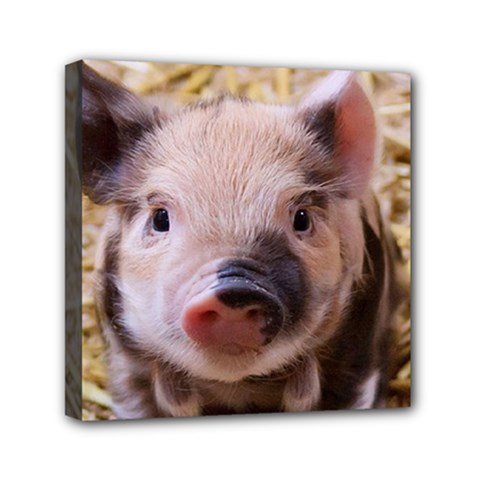 Sweet Piglet Mini Canvas 6  X 6 