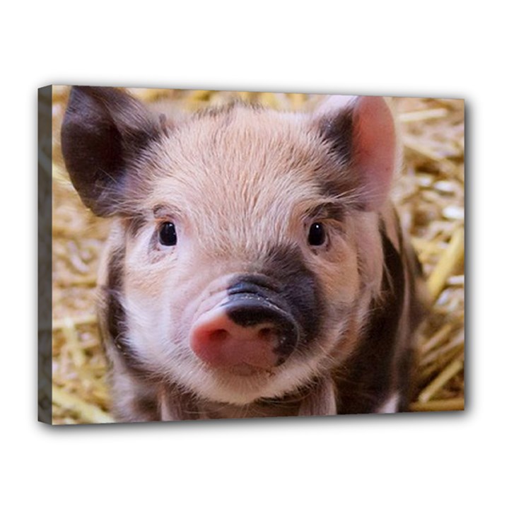 Sweet Piglet Canvas 16  x 12 