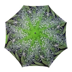 Dandelion 2015 0715 Golf Umbrellas