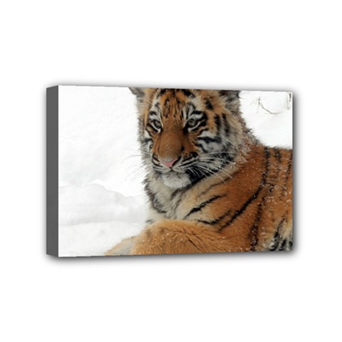 Tiger 2015 0101 Mini Canvas 6  X 4 