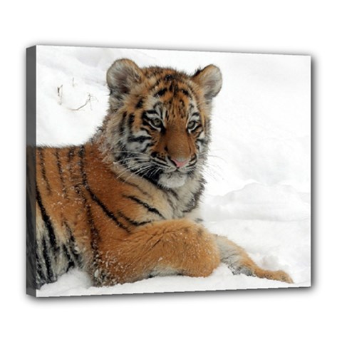 Tiger 2015 0102 Deluxe Canvas 24  X 20  