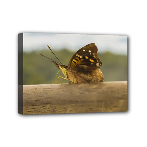 Butterfly Against Blur Background At Iguazu Park Mini Canvas 7  X 5 