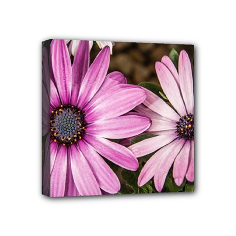 Beautiful Colourful African Daisies  Mini Canvas 4  X 4 