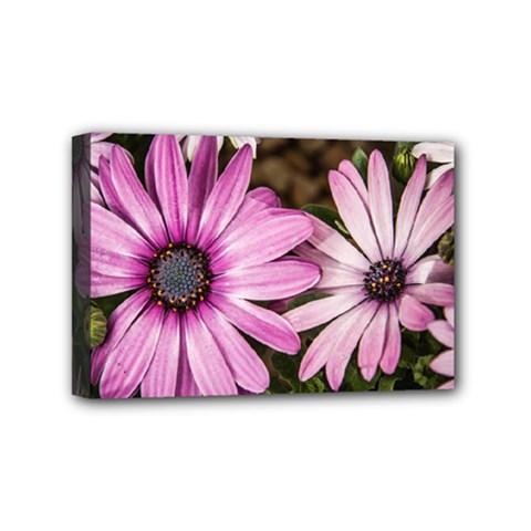 Beautiful Colourful African Daisies  Mini Canvas 6  X 4 