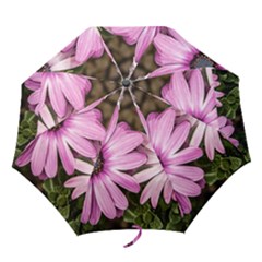 Beautiful Colourful African Daisies  Folding Umbrellas