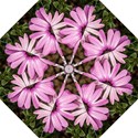 Beautiful Colourful African Daisies  Straight Umbrellas View2