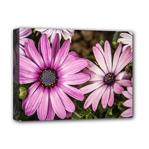 Beautiful Colourful African Daisies  Deluxe Canvas 16  X 12  