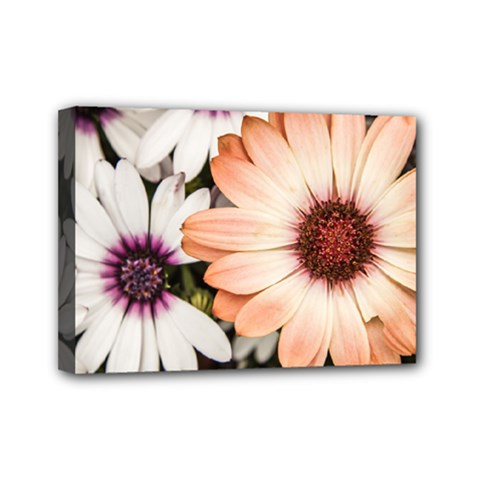 Beautiful Colourful African Daisies Mini Canvas 7  X 5 