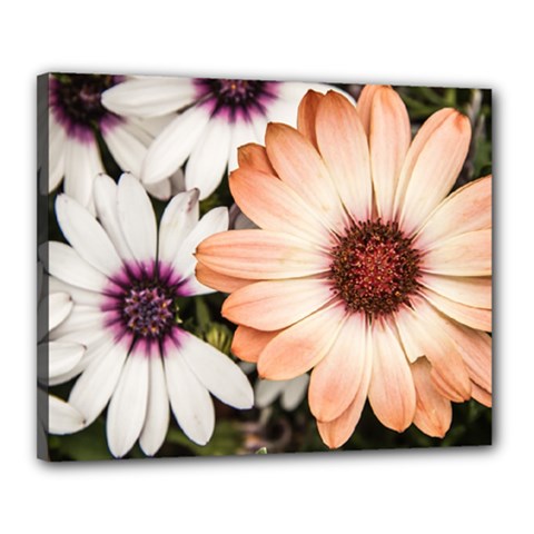 Beautiful Colourful African Daisies Canvas 20  X 16 