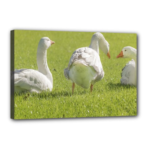 Group Of White Geese Resting On The Grass Canvas 18  X 12 