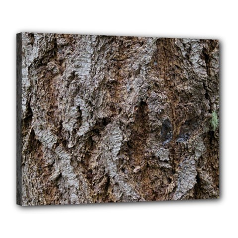 Douglas Fir Bark Canvas 20  X 16 