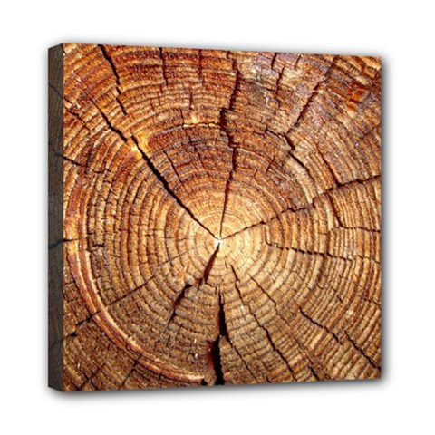 Cross Section Of An Old Tree Mini Canvas 8  X 8  by trendistuff