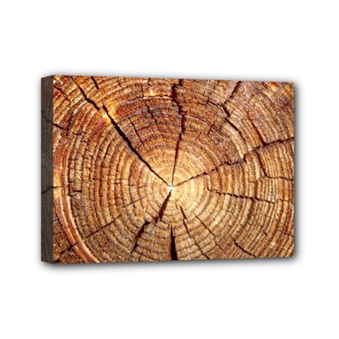 Cross Section Of An Old Tree Mini Canvas 7  X 5 