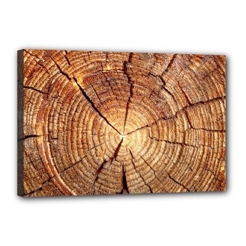 Cross Section Of An Old Tree Canvas 18  X 12 