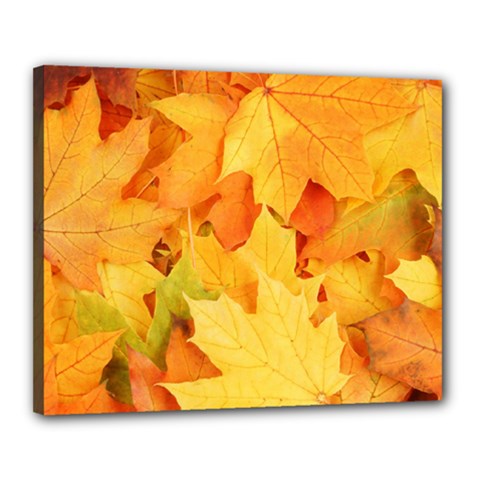 Yellow Maple Leaves Canvas 20  X 16  by trendistuff