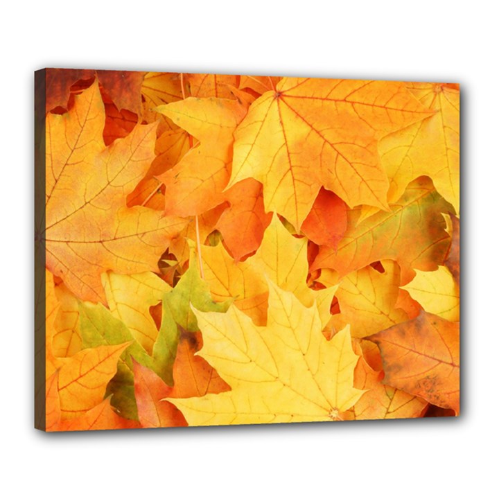 YELLOW MAPLE LEAVES Canvas 20  x 16 