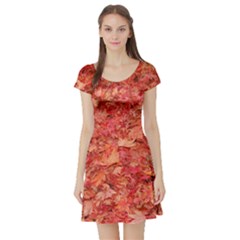 Red Maple Leaves Short Sleeve Skater Dresses by trendistuff