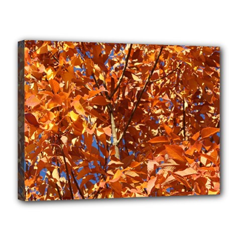 Orange Leaves Canvas 16  X 12 