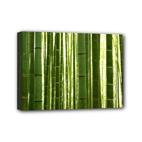 Bamboo Grove 2 Mini Canvas 7  X 5 