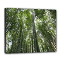 BAMBOO GROVE 1 Deluxe Canvas 24  x 20   View1