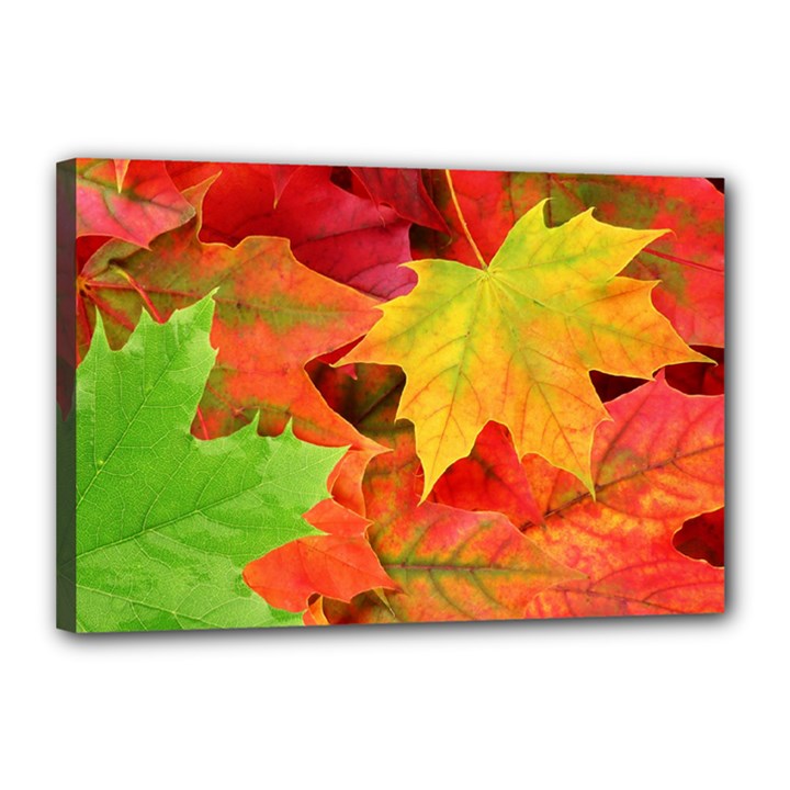 AUTUMN LEAVES 1 Canvas 18  x 12 