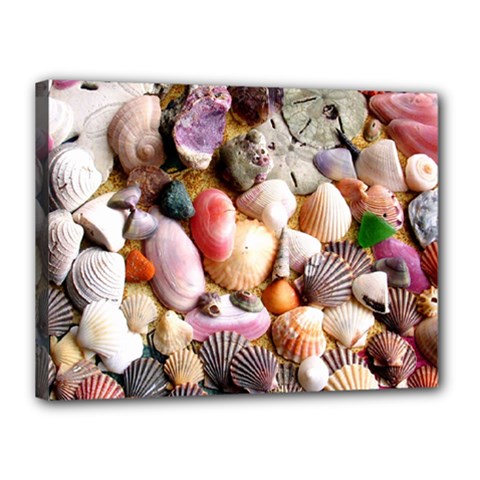 Colorful Sea Shells Canvas 16  X 12  by trendistuff