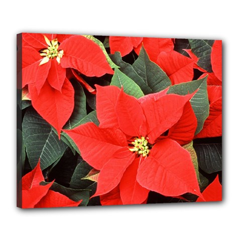 Poinsettia Canvas 20  X 16  by trendistuff