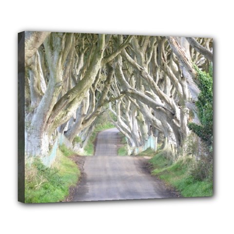 Dark Hedges, Ireland Deluxe Canvas 24  X 20  