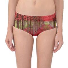 Avenue Of Trees Mid-waist Bikini Bottoms