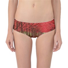 Avenue Of Trees Classic Bikini Bottoms