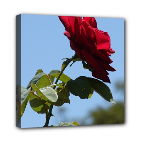 Red Rose 2 Mini Canvas 8  X 8  by trendistuff