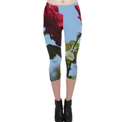 Red Rose 2 Capri Leggings by trendistuff