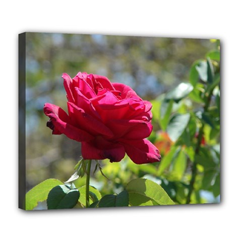 Red Rose 1 Deluxe Canvas 24  X 20   by trendistuff