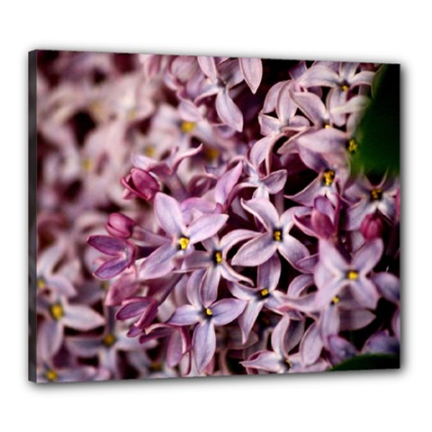 Purple Lilacs Canvas 24  X 20 