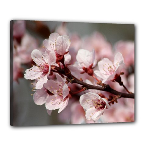 Plum Blossoms Canvas 20  X 16 