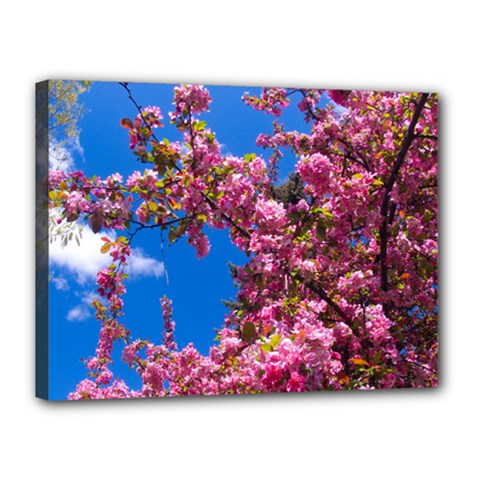 Pink Flowers Canvas 16  X 12  by trendistuff