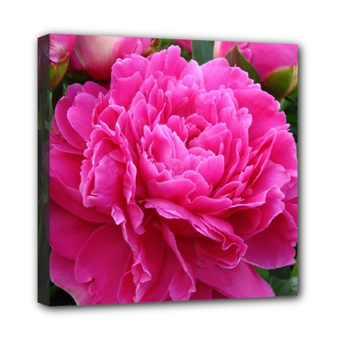 Paeonia Eleanor Mini Canvas 8  X 8  by trendistuff