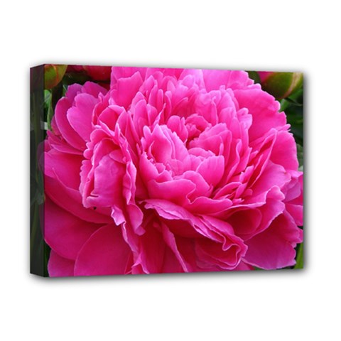 Paeonia Eleanor Deluxe Canvas 16  X 12   by trendistuff