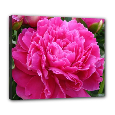 Paeonia Eleanor Deluxe Canvas 24  X 20  